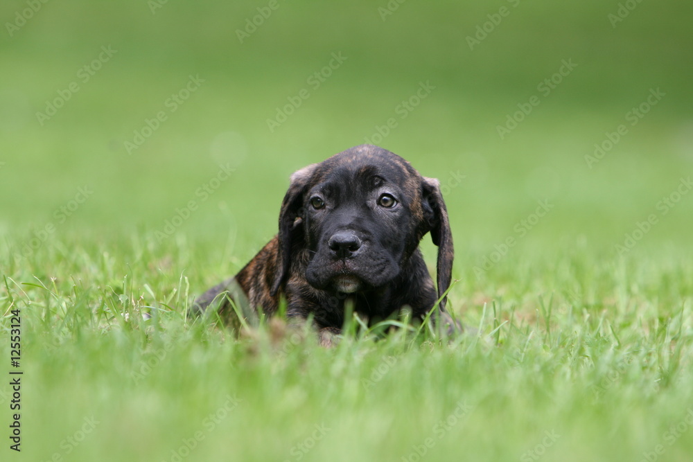 la tete du chiot cane corso dans l'herbe vu de face la tete du chiot cane corso dans l'herbe vu de face