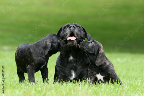 Foto deux chiots cane corso faisant un bisou a leur mere