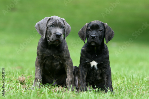 la pose de deux jeunes cane corso dans le jardin