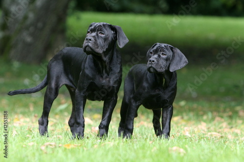 Billede på lærred deux cane corso dans le jardin qui regardent sur le coté