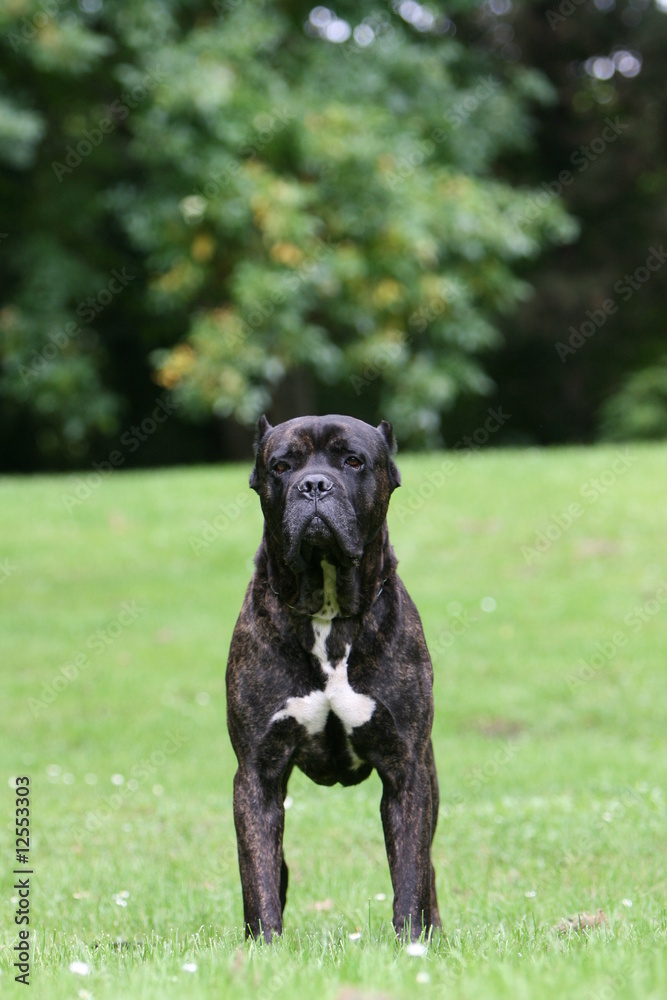 la pose du cane corso statique et immobile vu de face la pose du cane corso statique et immobile vu de face