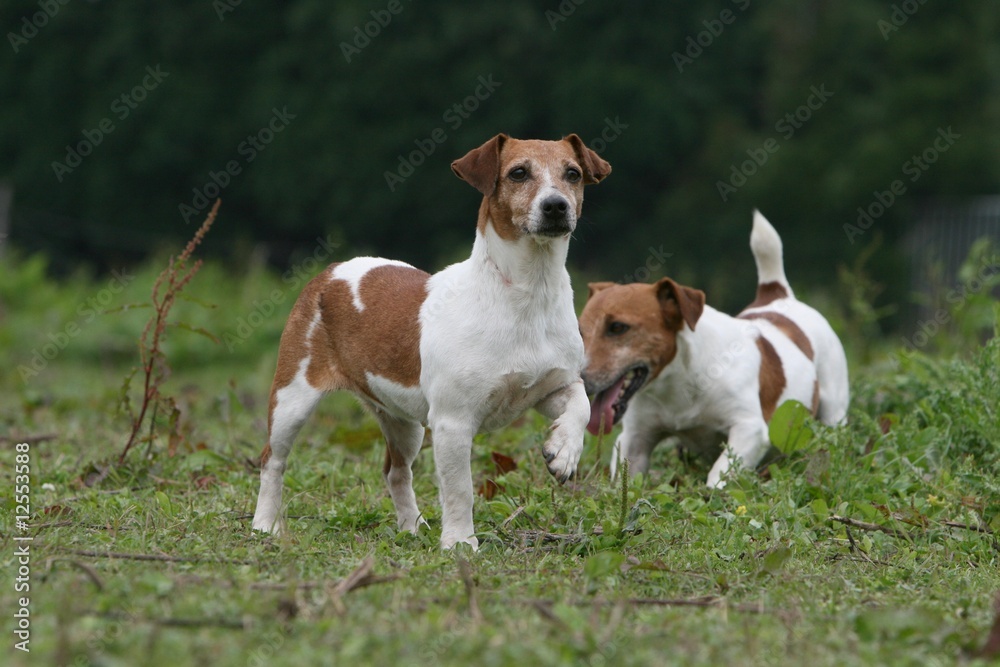 deux jack russel terrier en train de jouer à la campagne deux jack russel terrier en train de jouer à la campagne