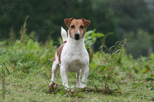 Fototapeta Naklejka Na Ścianę i Meble -  le regard curieux et surpris du jack russel terrier