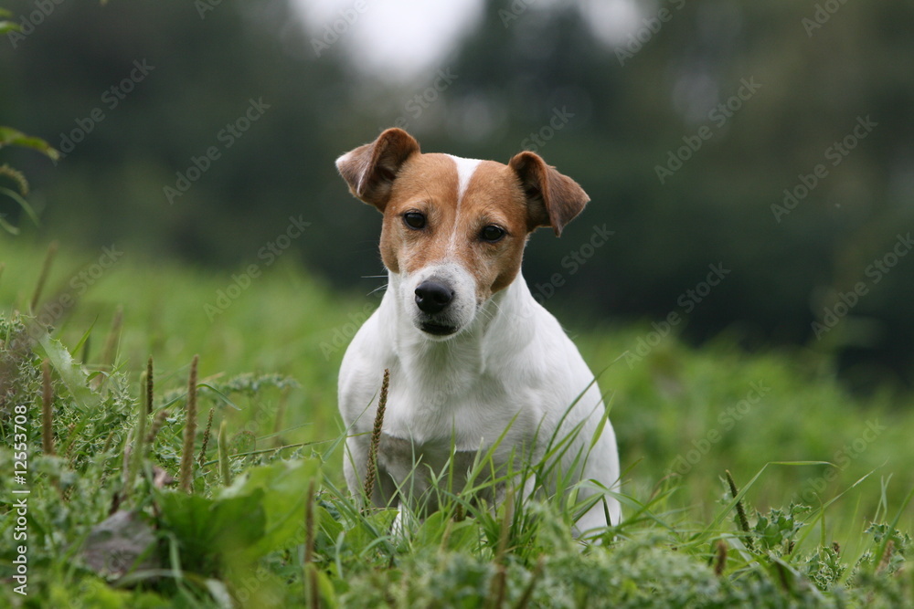 adorable jack russel terrier vu de face assis à la campagne