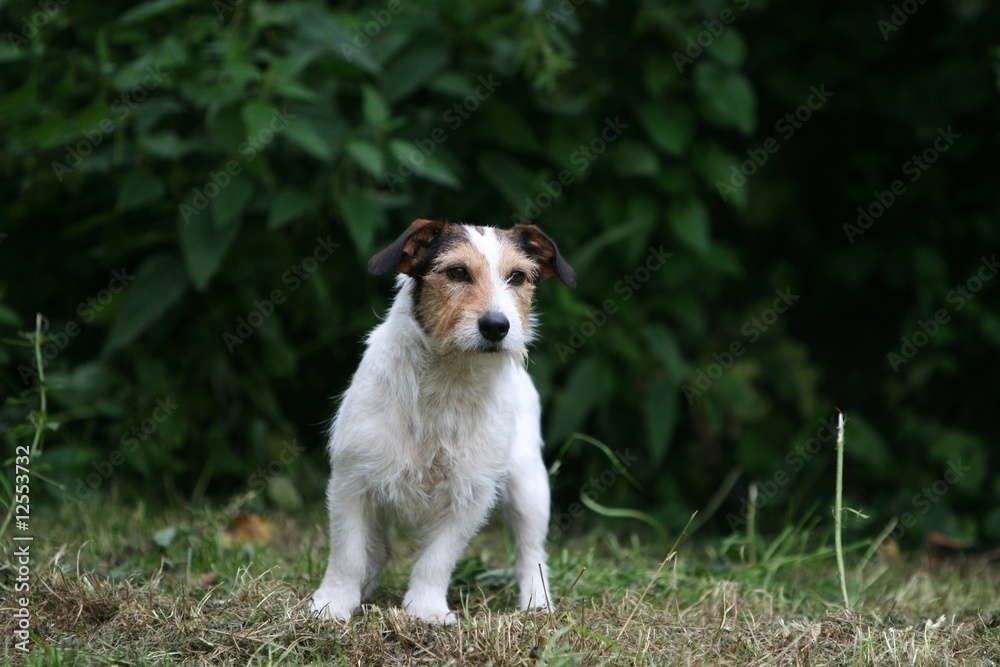 la balade du jack russel terrier dans les bois