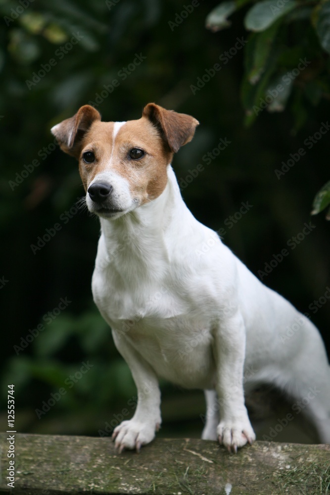 le jack russel terrier adulte grimpé sur un tronc d'arbre