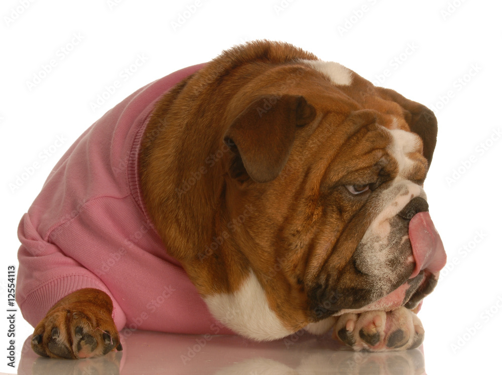 bulldog female in pink sweater laying down licking lips