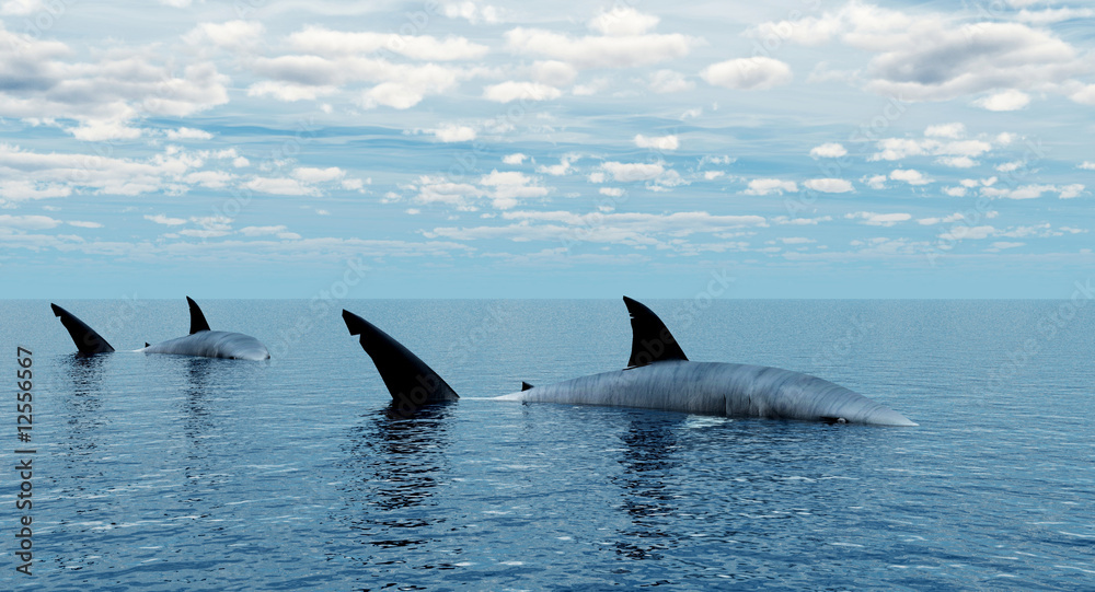 Fototapeta premium Shark_Alone