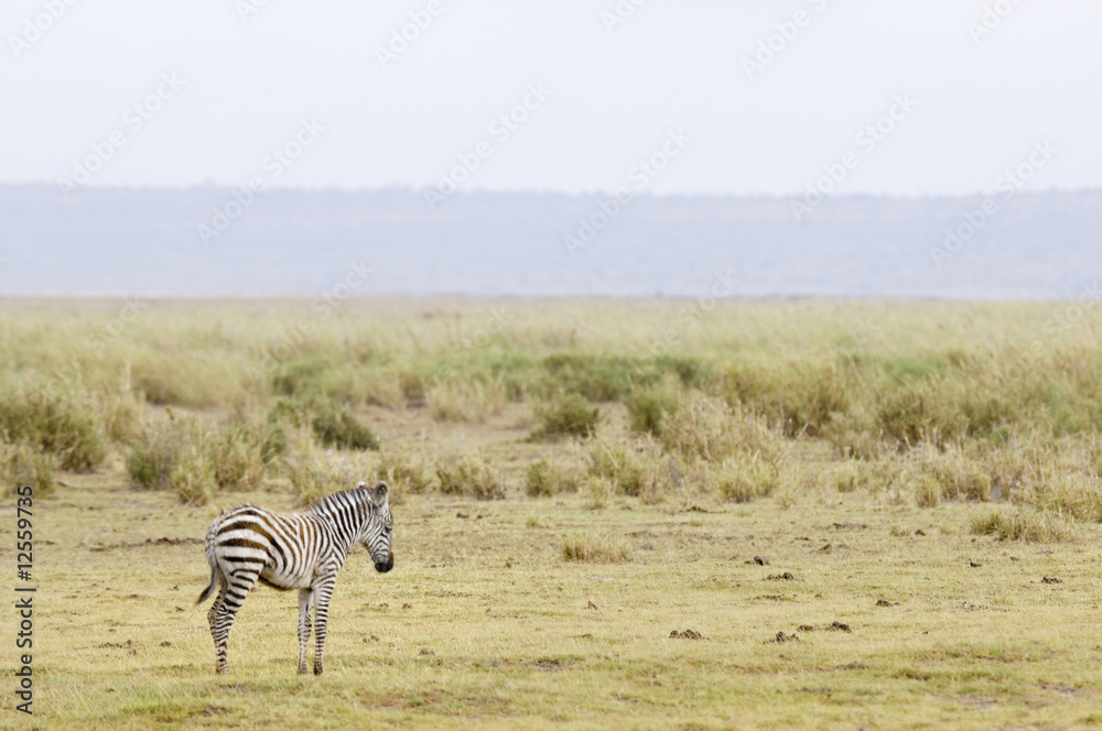 Obraz premium zebra calf in savannah