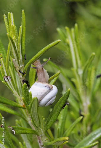 Escargot blanc de Provence sur le romarin