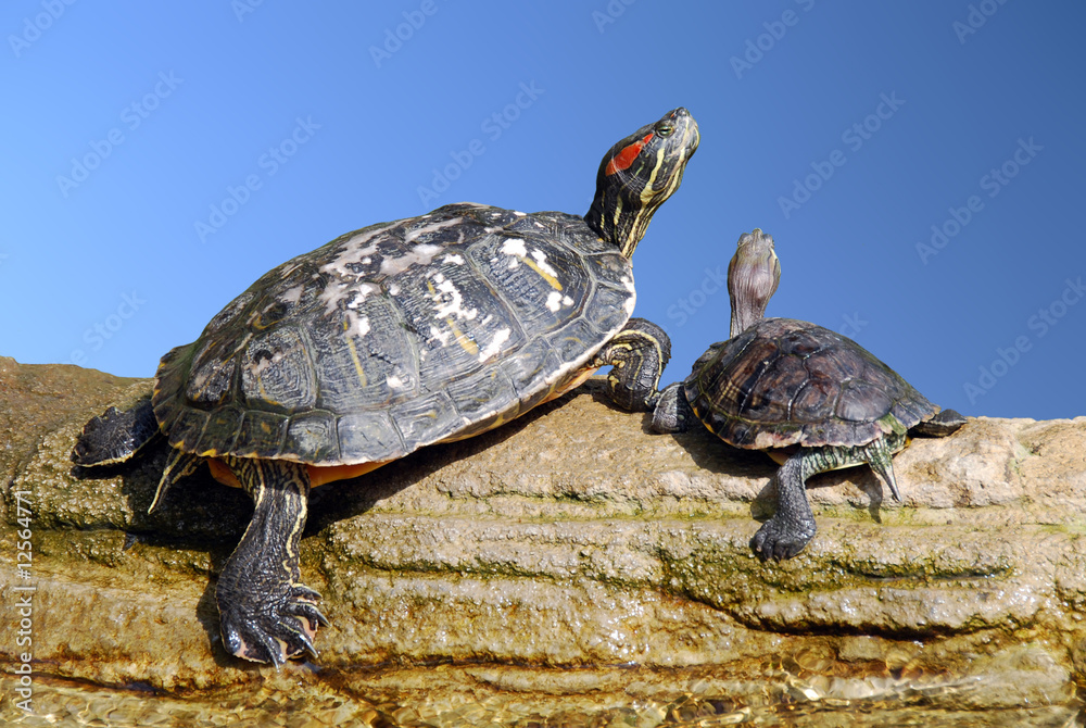 Obraz premium Tartarughe