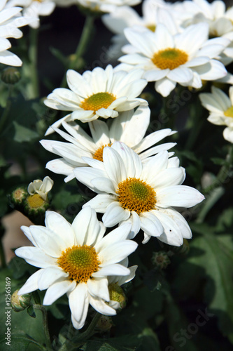 Daisies in a garden