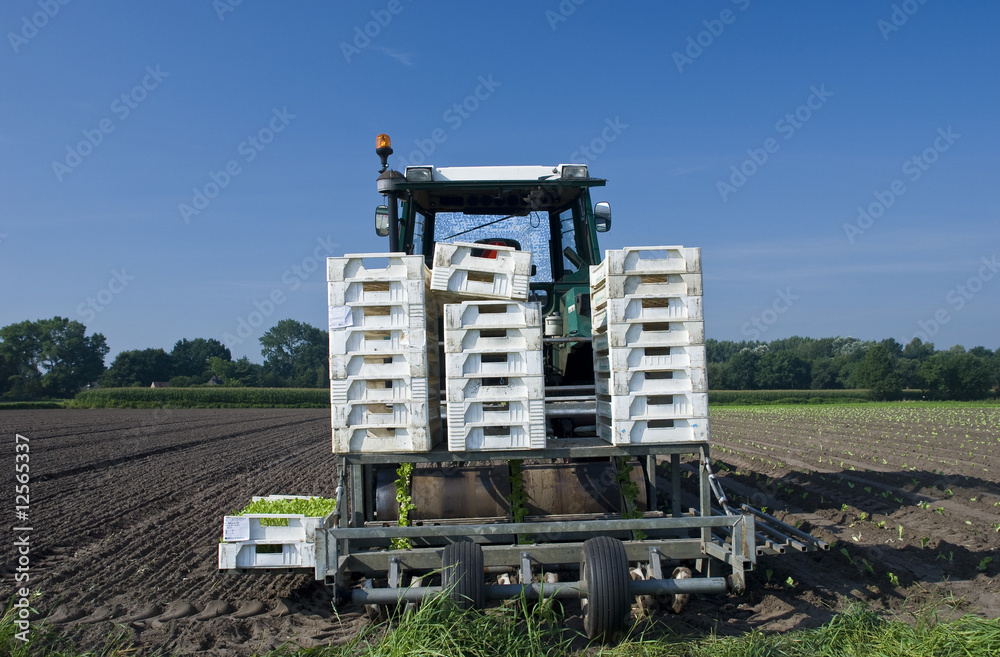 Fototapeta premium farm