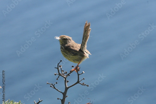 karoo prinia photo