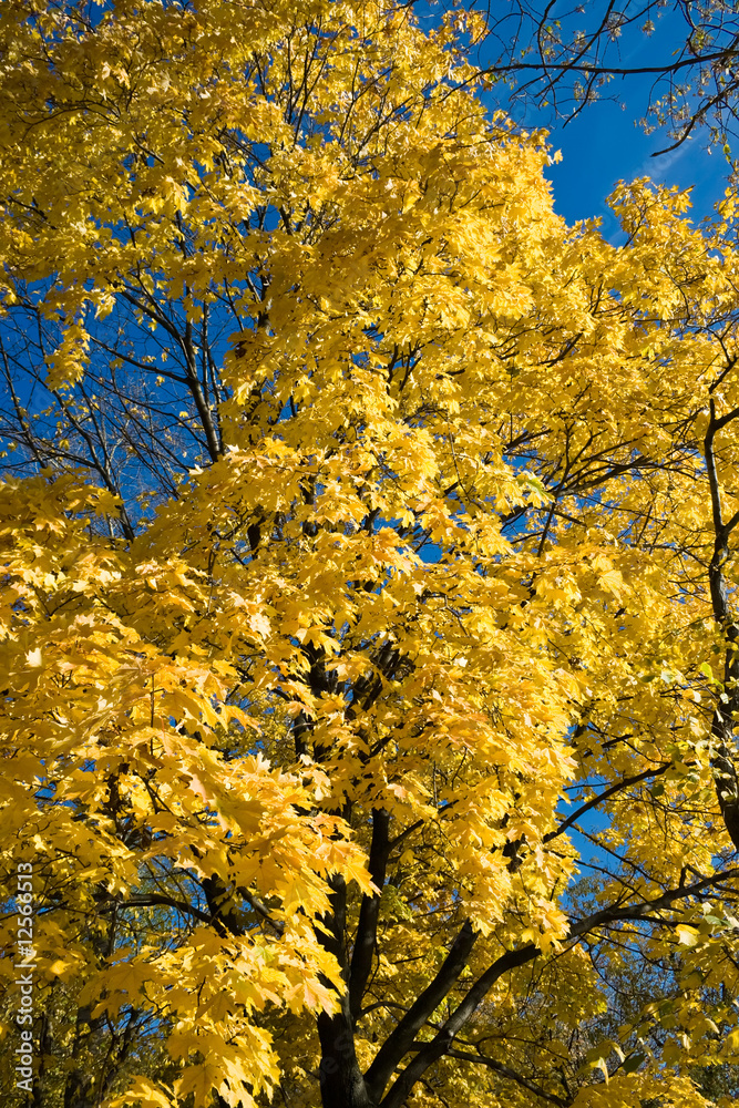 Maple in Fall Maple in Fall