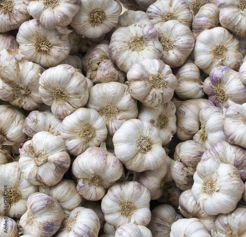 garlic