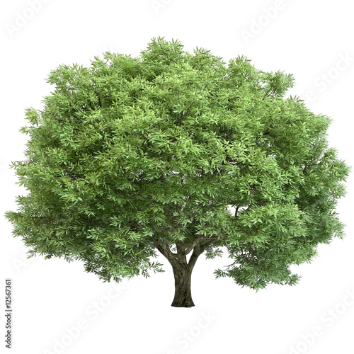 oak isolated