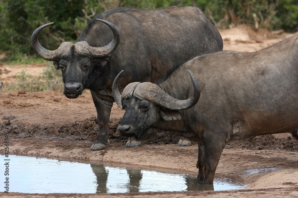 Obraz premium Buffalo Pair - African