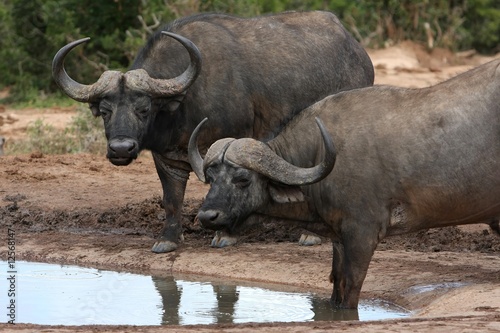 Buffalo Pair - African