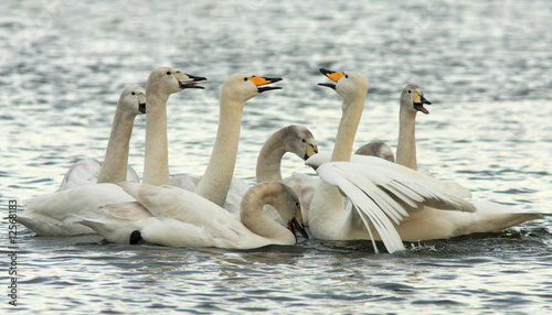 Whooper Family