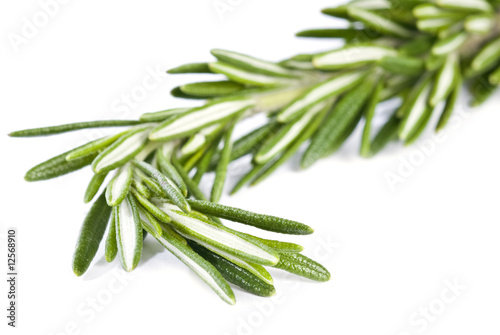 Sprig of Rosemary Isolated on White