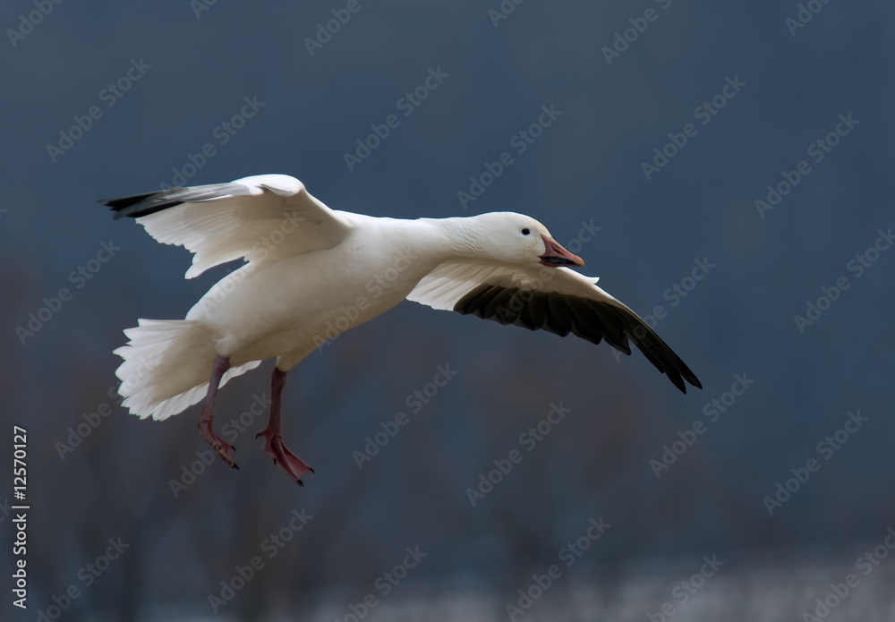 Fototapeta premium Snow Goose Flying