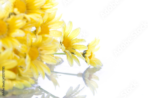 yellow daisys isolated on white background © Mario Lopes