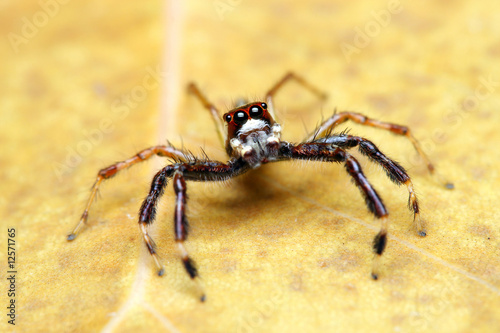 Spider (Epeus Alboguttatus) © Mau Horng