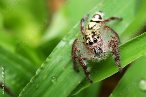 Spider (Rhene atrata)