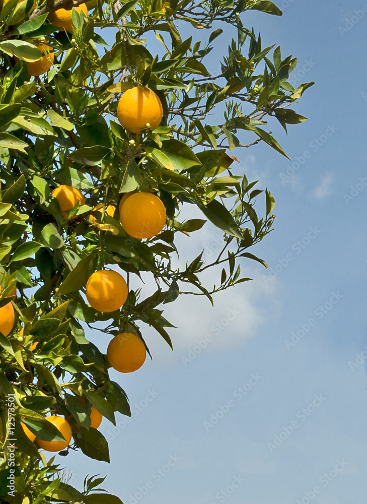 Branches with ripe orange