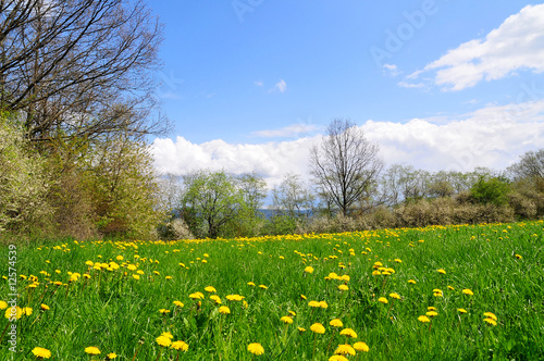 Landschaft Blumen Wiese blauer Himmel