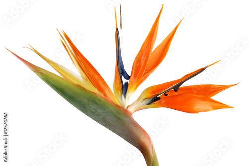 Strélitzia