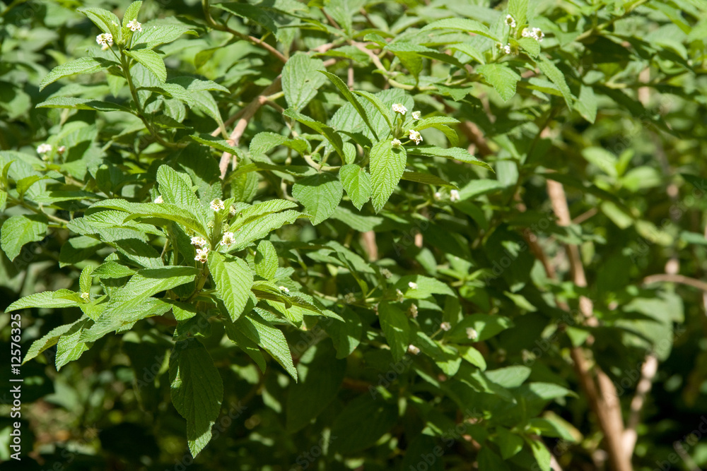 zinziba plant