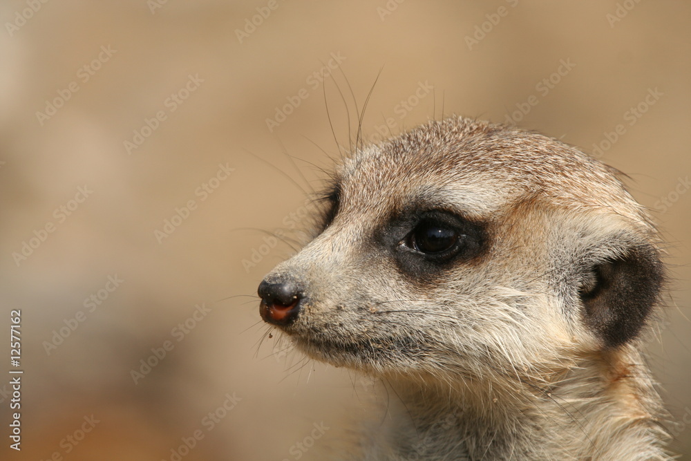 Erdmännchen (Suricata suricatta) Erdmännchen (Suricata suricatta)
