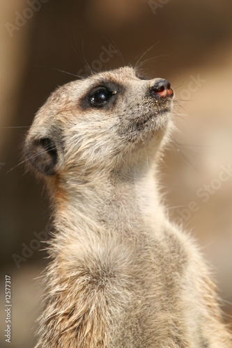 Erdmännchen (Suricata suricatta)