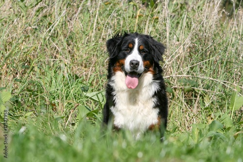 bouvier bernois de face tirant la langue à la campagne © Dogs