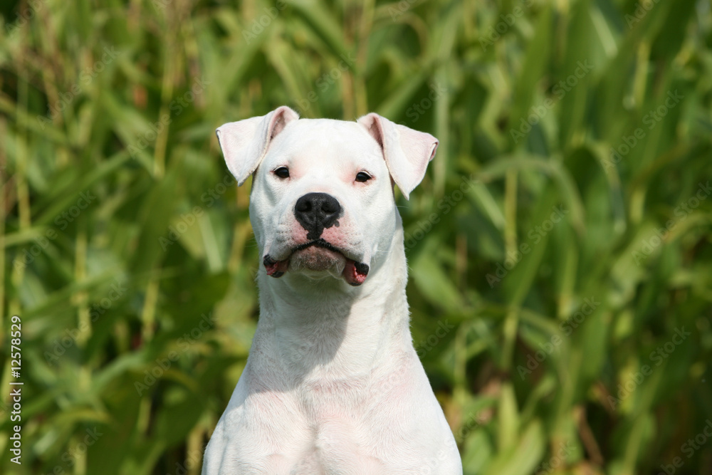 Portrait du Dogue argentin sérieux de face à la campagne Portrait du Dogue argentin sérieux de face à la campagne