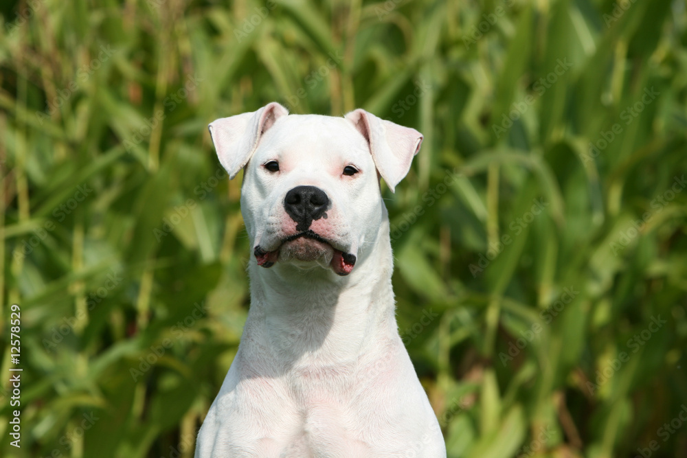 Portrait du Dogue argentin sérieux de face à la campagne