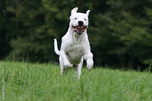 Dogue argentin bondissant gueule ouverte de face