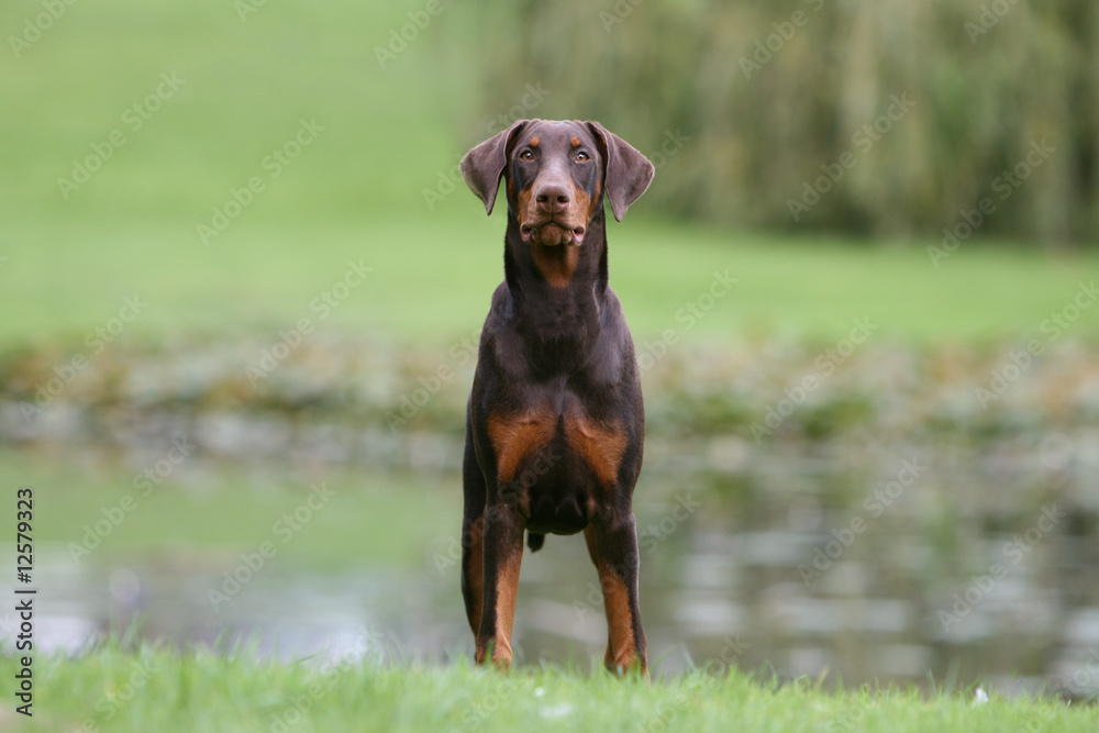 dobermann entier en pleine face à la campagne dobermann entier en pleine face à la campagne