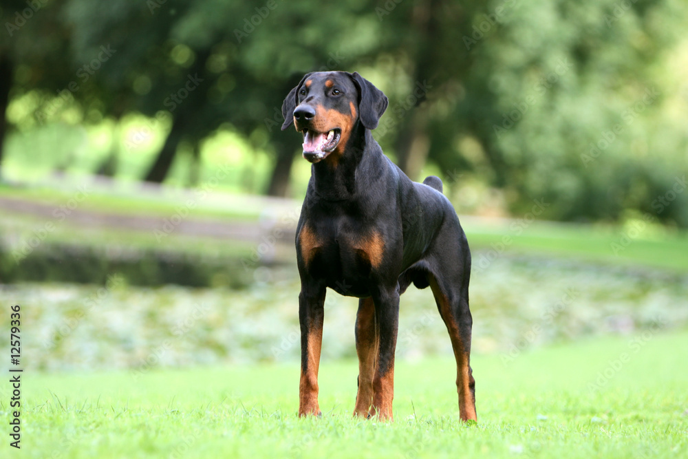 dobermann entier noir et feu à la campagne