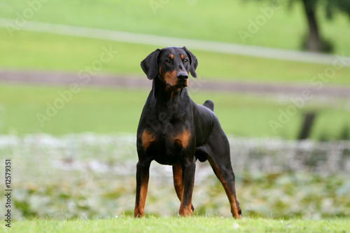 dobermann noir et feu sur le qui-vive à la campagne