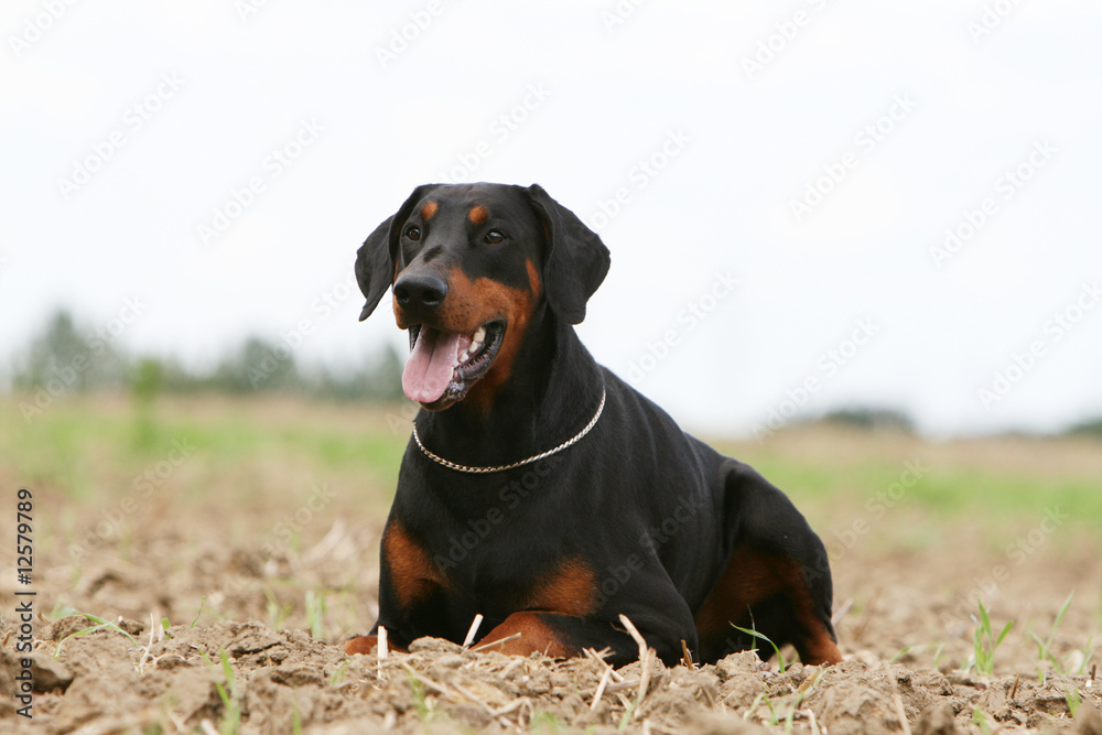 dobermann noir et feu couché dans la campagne dobermann noir et feu couché dans la campagne