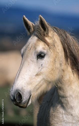 beau portrait de cheval lippizan sur fond bleu