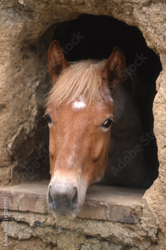 portrait de poney de selle français dans son écurie