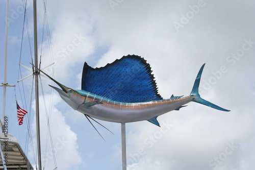 Sail Fish