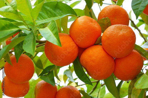 natural oranges on tree