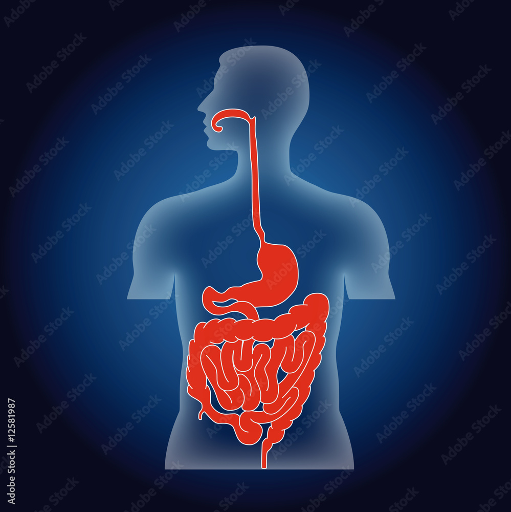 Naklejka premium digestive system