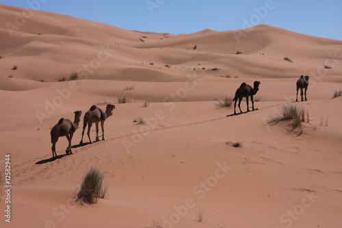 Quatre dromadaires dans les dunes
