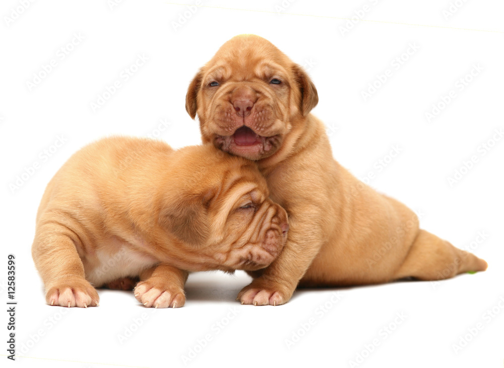 A two  puppies of breed Mastiff from Bordeaux .